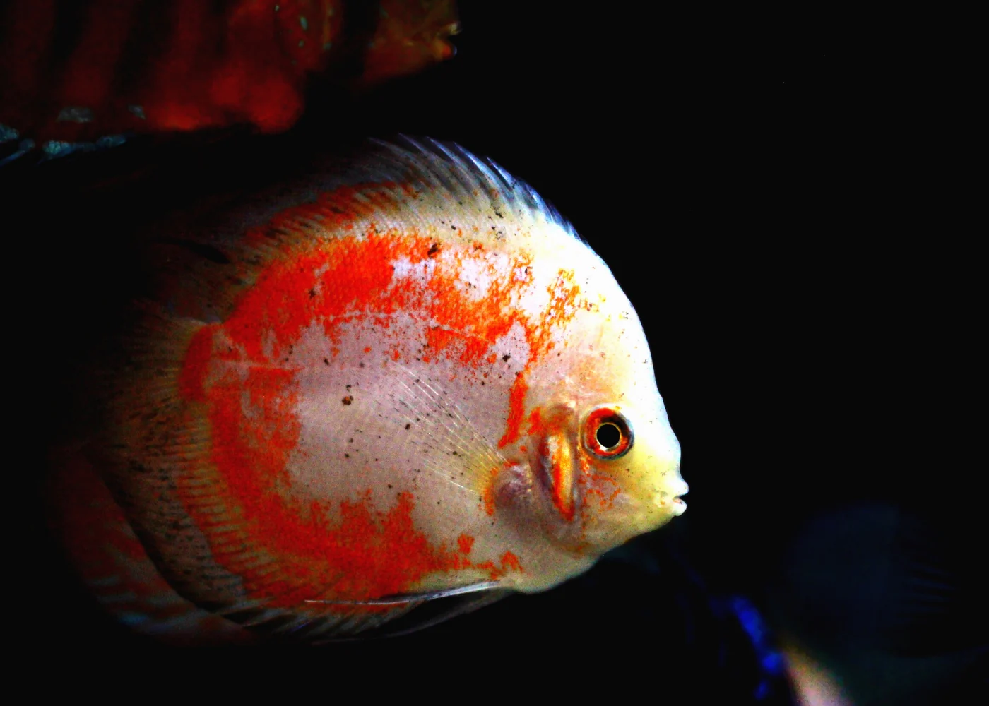 Red Marlboro Discus